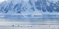 A pod of Killer Whales in Antarctica