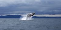 A humpback whale jumping out of water