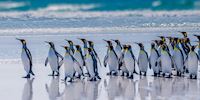 King Penguins enjoy the coast of Port Stanley, Falkland Islands
