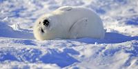 Seal pup, Magdalen Islands