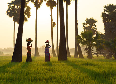 Women walking through a rice field in Bali