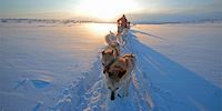Dogs and dogsled running through snow in Alta, Norway