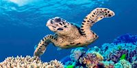 Hawksbill sea turtle swimming in the Great Barrier Reef
