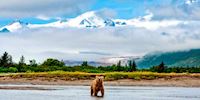 A bear standing in water at Hallo Bay with mountains in background