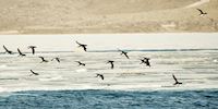 Birds flying above coastline in Svalbard, Norway