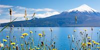 A snowcapped volcano towers over the water and yellow flowers