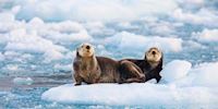 Sea otters in Valdez